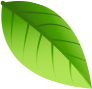 Leaf Icon